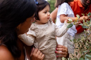 Uma menina a tocar nas folhas de uma oliveira